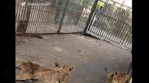 Ribuan gambar baru berkualitas tinggi ditambahkan setiap hari. Potret Singa Kurus Kering Di Kebun Binatang Sudan Nan Menyayat Hati Lifestyle Liputan6 Com