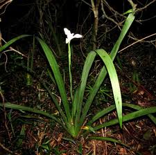 Image result for Dietes