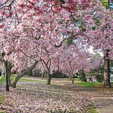 Its branches form an impressive canopy. Flowering Trees Large Plant Nursery In Tampa Fl We Deliver