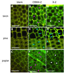 Check spelling or type a new query. Molecules Free Full Text Fluorescent Probes For Exploring Plant Cell Wall Deconstruction A Review