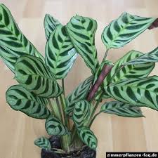 Check spelling or type a new query. Ctenanthe Burle Marxii Pflanzen Fur Zu Hause Korbmarante Bluhende Pflanzen