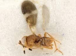 Image result for Microcharis