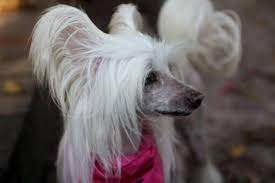 Adopt Missy On Petfinder Chinese Crested Chinese Crested Dog Dogs