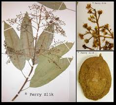 Image result for Mangifera