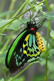 Cairns Birdwing Butterfly Butterfly Species Butterfly Pictures Beautiful Butterflies