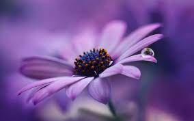 Lilac Flower Wallpaper Download Of Beautiful Purple Flower Flower Wallpaper Lilac Flowers Purple Garden