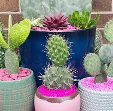 A cactus flower for capt. What Does It Mean If Someone Gives You A Cactus Discover 3 Fascinating Meanings