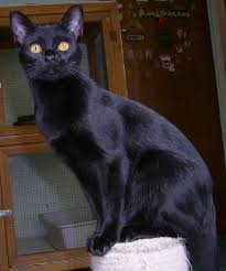 Bombay Cat Black American Shorthair Cat Popular Cat Breeds And Interesting Facts Popular Cat Breeds Cat Breeds Bombay Cat