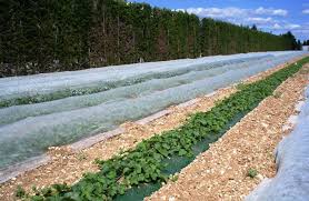 Le voile d'hivernage est une protection de plus en plus utilisée au jardin comme autour de la maison pour protéger les plantes en pot, les arbustes fragiles et les semis du le voile d'hivernage est une sorte de tissu très léger, produit en polypropylène non tissé. Voile D Hivernage Non Tisse Horticulture Jardin Agriculture Duranet