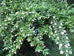 Image result for Ligustrum obtusifolium