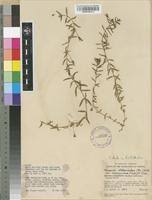 Image result for Monopsis stellarioides