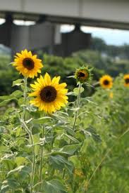 ひまわりに似た花の名前は 種類の見分け方 特徴や開花時期で特定 パワースポット巡りでご利益を 開運ネット