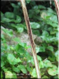 Maybe you would like to learn more about one of these? Clematis On The Web Diseases Wilt