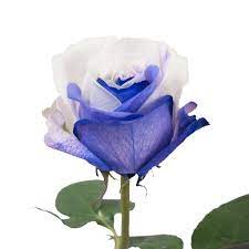 Beautiful purple and white roses. Purple White Bicolor Tinted Roses Premium Wholesale Flowers Free Shipping Bloomingmore