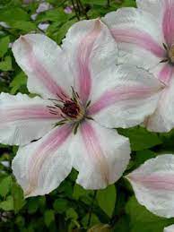 We did not find results for: Clematis John Paul Ii