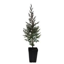 Evergreen Nursery Eastern Redcedar Potted Evergreen Tree Estredaqt The Home Depot Evergreen Nursery Evergreen Trees Shade Trees