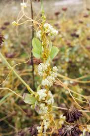 Image result for Cuscuta australis