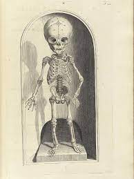 depiction of a child 8217 s skeleton from a 17th century medical textbook アート スカル 博物学
