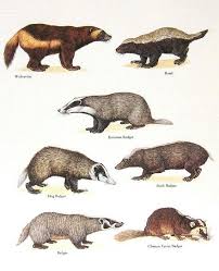 All The Family Fatos Sobre Animais Animais Selvagens Ilustracoes De Animais