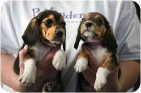 They were known as slow, short dogs with outstanding noses. Salamanca Ny Beagle Meet Long Ears Beagle Basset Pups A Pet For Adoption