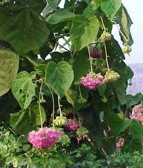 Image result for Dombeya lastii