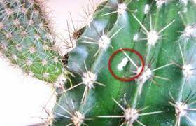 But if the fungal problem isn't advanced or established, the affected parts may be trimmed. Full Guide On Cactus Diseases Pests And Treatments Terrarium Planting Guide