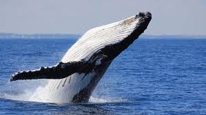 Résultats de recherche d'images pour « baleines »