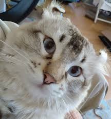 Purrfect lynx high quality and specialized cattery breeds stunning rare exotic highland lynx kittens to be exotic companions. Highland Lynx Kittens For Sale Va Beach Cats