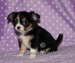 Black And Tan Long Haired Chihuahua For Sale Beva Black And Tan Tri Long Coat Chihuahua Puppy Chihuahua Puppies Cute Animals Cute Chihuahua