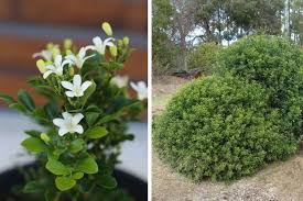 Image result for Murraya