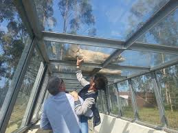 O zoo santo inácio é o maior e mais verde parque zoológico do norte do país e está situado apenas a 10 minutos do porto, em vila nova de gaia. Tripadvisor Passadico Entre O Espaco Dos Leoes Com Esta Vista Fabulosa Quando Eles Dormem Em Cima Do Vidro ØµÙˆØ±Ø© Zoo Santo Inacio ÙÙŠÙ„Ø§ Ù†ÙˆÙØ§ Ø¯ÙŠ ØºØ§ÙŠØ§