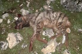 Nesli Tukenen Canlilar Listesinde Olan Cizgili Sirtlani Iskence Ederek Katledip Fotograflarini Paylastilar Gazete Patika