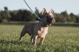 English bulldog patchy hair loss. What Are The Causes Of Your French Bulldog Hair Loss French Bulldog