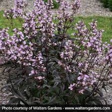 The midnight masquerade beardtongue is a stunning purple plant that offers deep burgundy foliage, and luscious lavender purple blooms with pure white centers that form on dark stems. Pin On Backyard