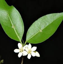 Image result for Tricalysia