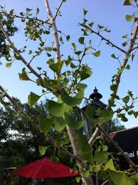 Ginkgo Biloba Architectural Trees Ginkgo Biloba Ginkgo