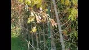 What to use emerald amulet/ring for? Cedar Hedge Redflagdeals Com Forums