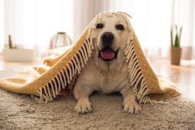 Hotels near mary todd lincoln house. Keeping Pets Happy And Safe Throughout The Roofing Process Mr Roof