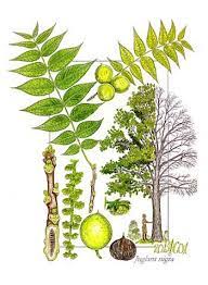 Black walnut leaves & fruit of the black walnut tree. Pin On The Landscape Trees