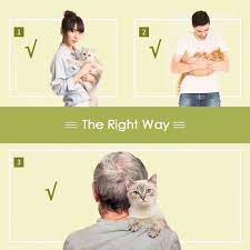 How To Hold Your Cat Comfortably And Safely Cat Massage Pets Cats
