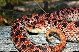 Rhamphotheca Southern Hognose Snake Heterodon Simus Family Colubridae Subfamily Xenodontinae The Southern Hognose Is A M Hognose Snake Cute Reptiles Snake