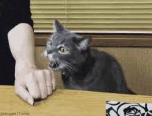 Diese kannst du per email oder messenger (skype, icq, whatsapp) und facebook an freunde und bekannte verschicken. Katze Gifs Tenor