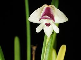 Image result for Polystachya cultriformis