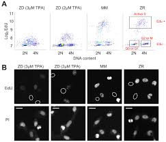 Maybe you would like to learn more about one of these? Single Cell Analysis Reveals Multiple Requirements For Zinc In The Mammalian Cell Cycle Elife