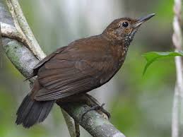 Image result for Struthiola scaettae