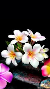 Wallpaper Iphone Plumeria Beautiful Flowers Wallpapers Flower Wallpaper Plumeria Flowers