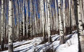 Researchers suspect once the trees are weakened by the beetles they are not able to survive with a slower photosynthesis process. Grove Of Aspen Trees In Winter Photograph By Bruce Beck