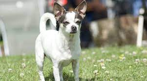 Independently, the rat terrier and chihuahua have coats that can vary greatly in color. Jack Russell Terrier Chihuahua Mix Jack Chi Breed Info Facts More