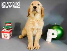 Explore 65 listings for kc golden retriever puppies at best prices. Golden Retriever Puppies Wichita Kansas L2sanpiero