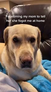 Elaina Burr (@elainaburr)’s videos with FaceTime sound